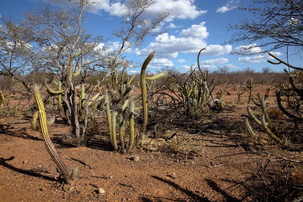 The landscape of Caatinga in Brazil — Stock Photo, Image