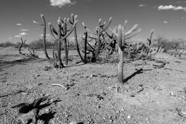 The landscape of Caatinga in Brazil — Stock Photo, Image