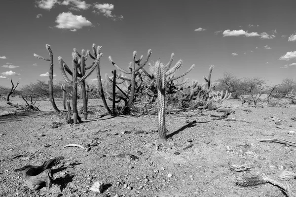 Il paesaggio di Caatinga in Brasile — Foto Stock