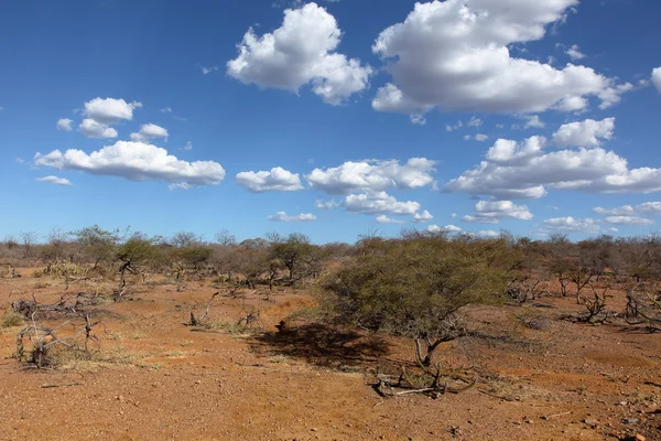 Die landschaft von caatinga in brasilien — Stockfoto