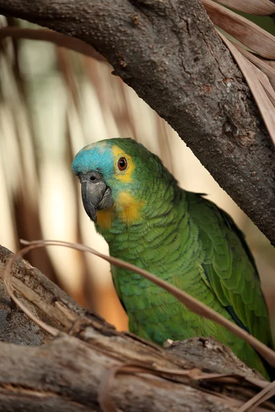 stock image A Blue Amaziramazone Parrot