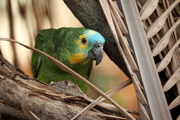 A Blue Amaziramazone Parrot — Stock Photo, Image