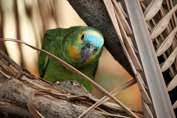 A Blue Amaziramazone Parrot — Stock Photo, Image