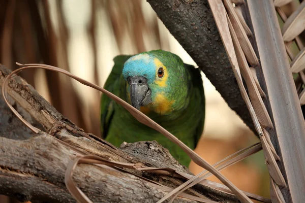 A Blue Amaziramazone Parrot — Stock Photo, Image