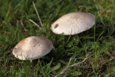 Çayır üzerinde champignon mantar