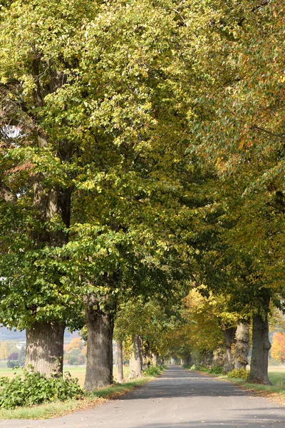 Linden Tree gränden nära Herleshausen i Tyskland — Stockfoto