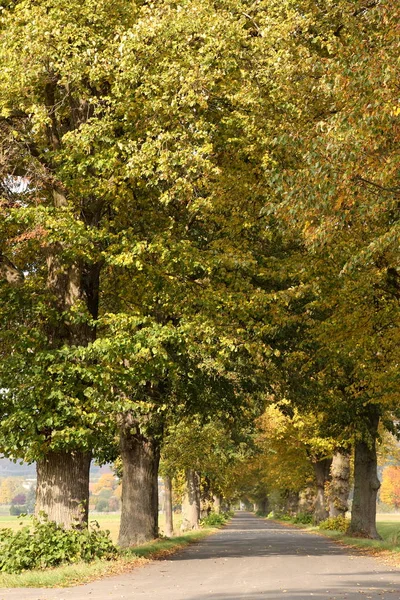 Linden Tree gränden nära Herleshausen i Tyskland — Stockfoto