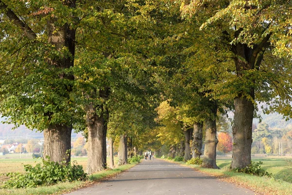 Linden Tree gränden nära Herleshausen i Tyskland — Stockfoto