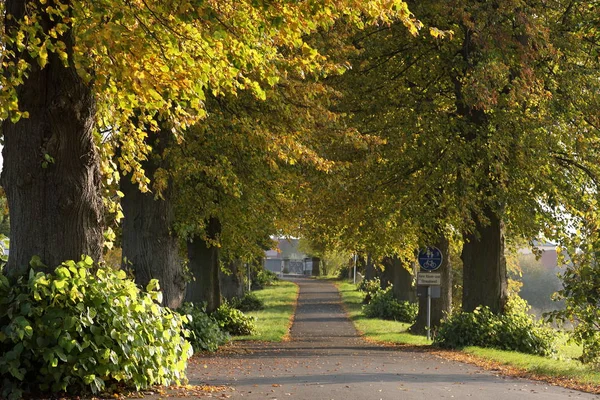 Linden Tree gränden nära Herleshausen i Tyskland — Stockfoto