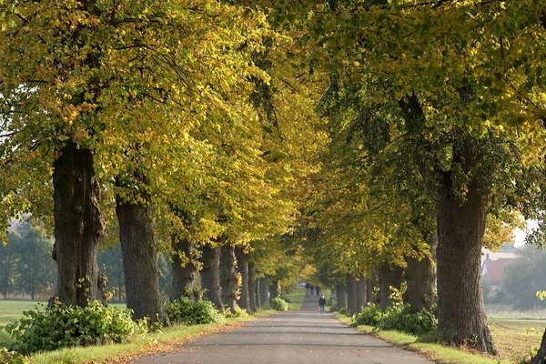 Linden Tree gränden nära Herleshausen i Tyskland — Stockfoto