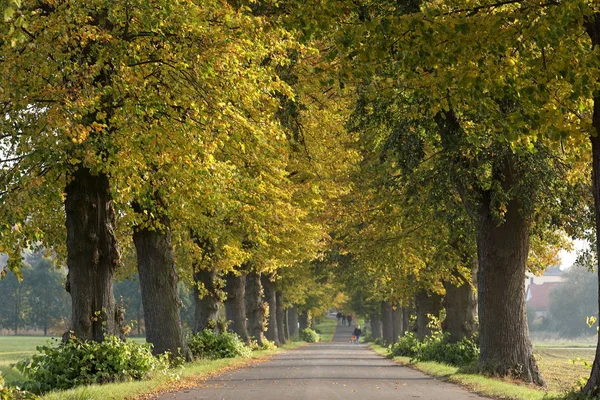 Linden Tree gränden nära Herleshausen i Tyskland — Stockfoto