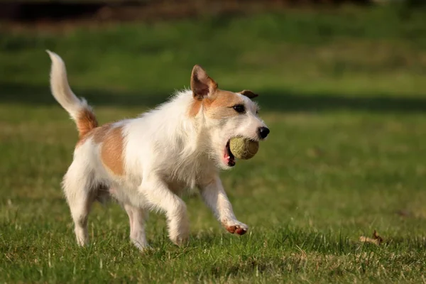 Jack Russell Parson Terrier —  Fotos de Stock