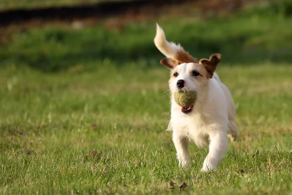 Jack Russell Parson Terrier —  Fotos de Stock