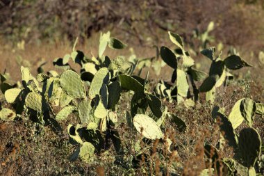 Kaktüsler bahçede sebze olarak