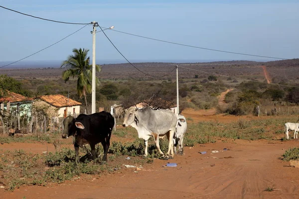 Mucche e bovini nella Caatinga del Brasile — Foto Stock