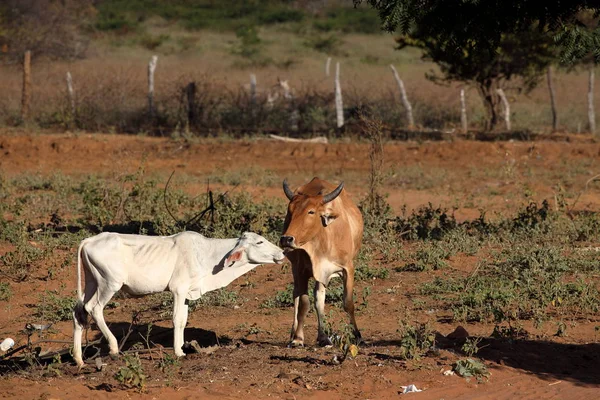 Mucche e bovini nella Caatinga del Brasile — Foto Stock