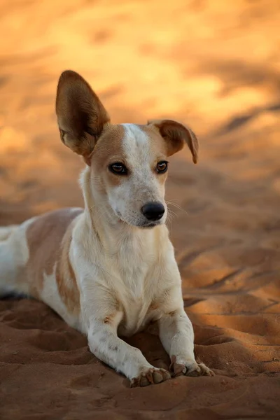 Dog with floppy ears — Stock Photo, Image