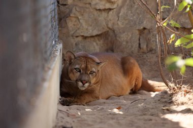 Puma veya dağ aslanı