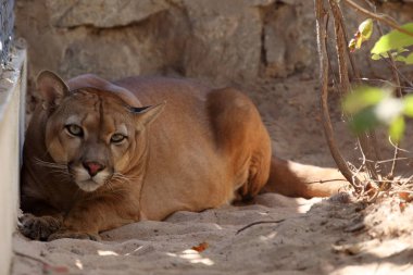 Puma veya dağ aslanı