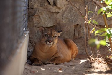 Puma veya dağ aslanı