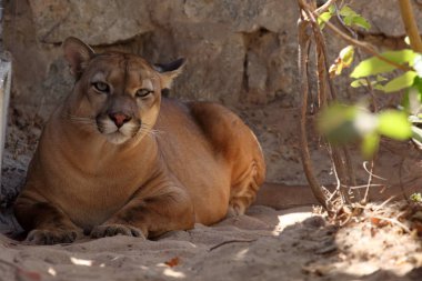 Puma veya dağ aslanı