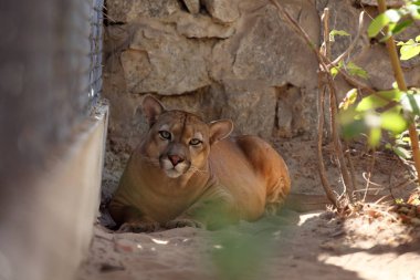 Puma veya dağ aslanı