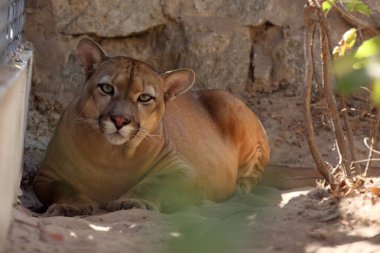 Puma veya dağ aslanı