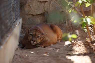 Puma veya dağ aslanı