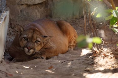 Puma veya dağ aslanı