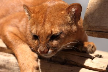 Güney Amerika gelincik kedi Jaguarundi