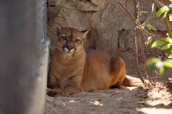 Puma veya dağ aslanı