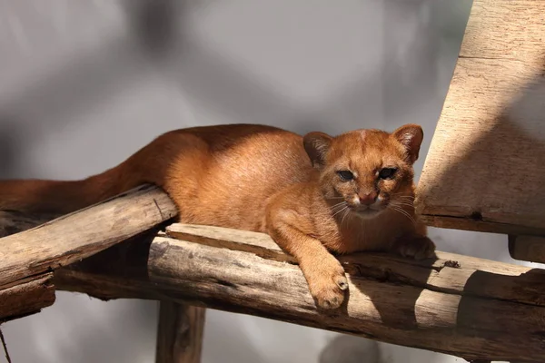 El gato comadreja sudamericano Jaguarundi — Foto de Stock