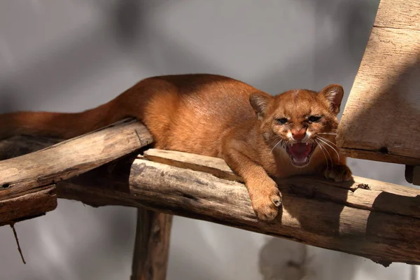 南アメリカのイタチ猫ジャガランディ — ストック写真