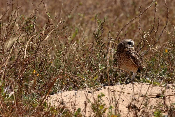 Coruja de coelho na caatinga do Brasil — Fotografia de Stock