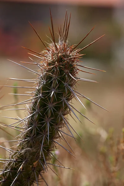 Cacti na Caatinga do Brasil — Fotografia de Stock