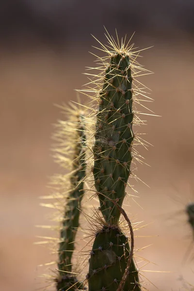 Cactus dans la Caatinga du Brésil — Photo