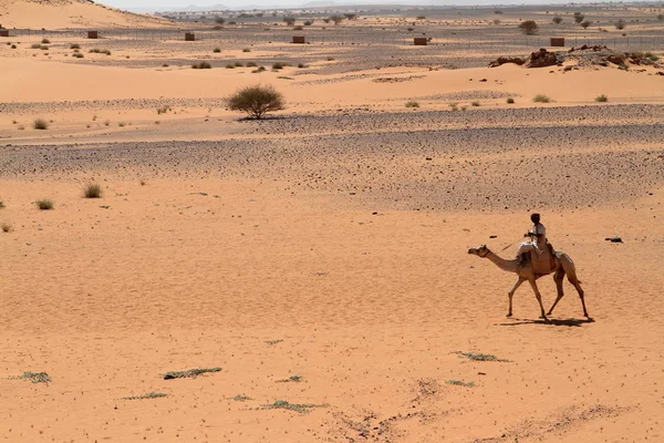 Караван в Сахаре из Судана рядом с Мероэ — стоковое фото