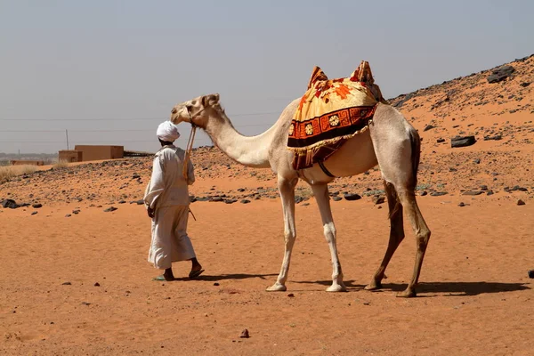Caravana en el Sahara desde Sudán cerca de Meroe — Foto de Stock