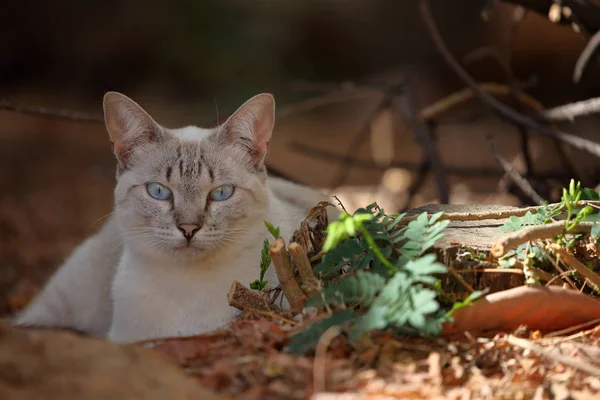 Gato con ojos azules —  Fotos de Stock