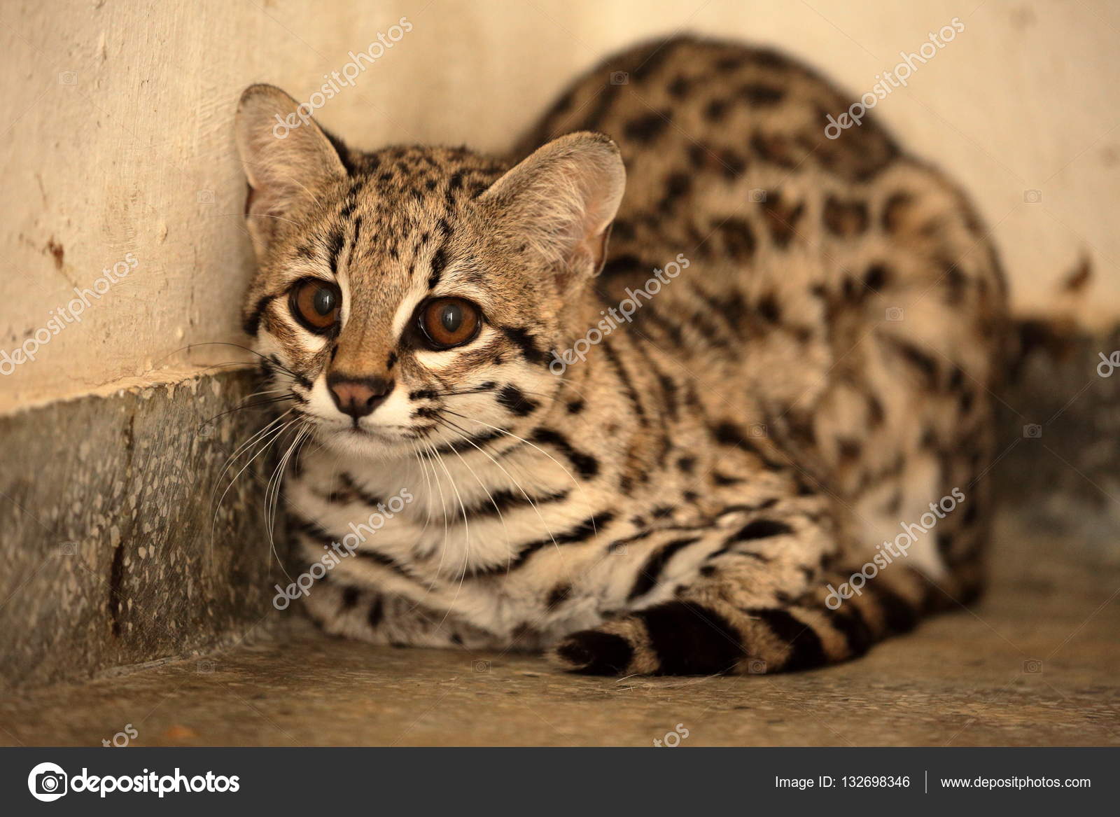 Tygrys Kot Lub Ocelot Kot Z Brazylii Zdjęcie Stockowe Hecke06