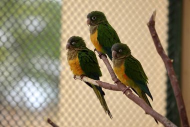 Kaktüs muhabbetkuşu--dan mangal