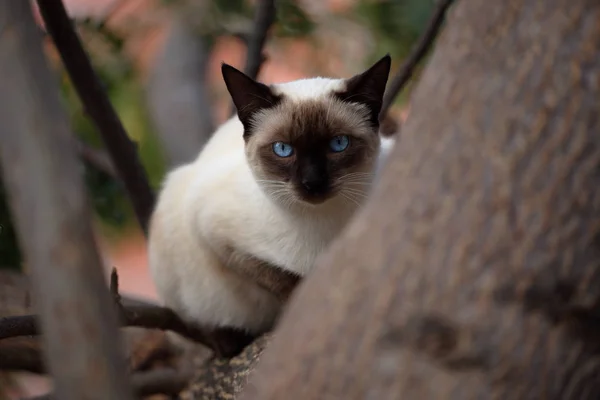 Gato con ojos azules —  Fotos de Stock
