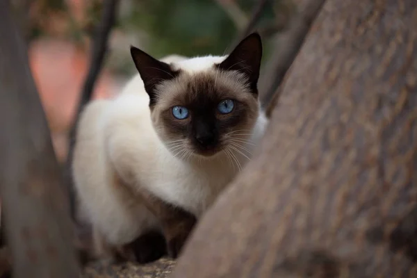 Кошка с голубыми глазами — стоковое фото