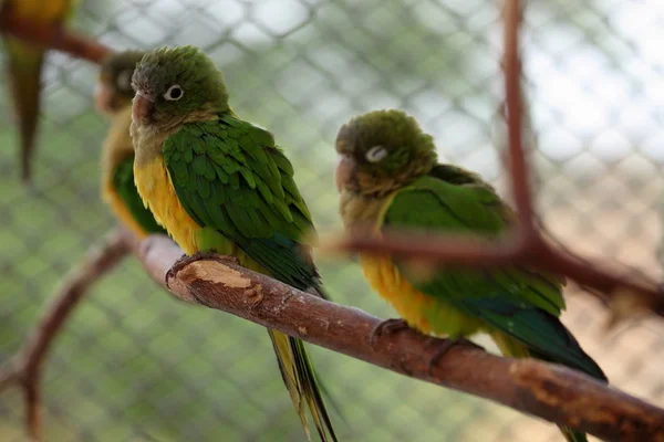 Κάκτος parakeet από Βραζιλία — Φωτογραφία Αρχείου
