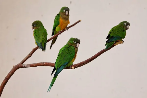 Cactus parakeet from Brazil — Stock Photo, Image