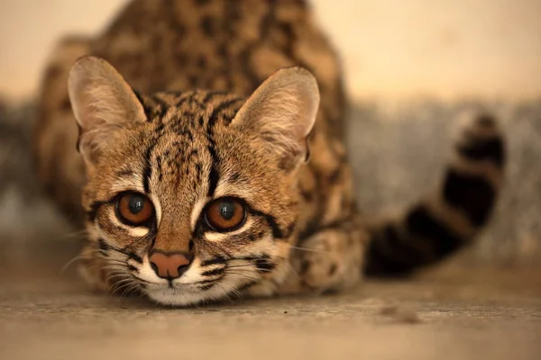 Тигровая кошка или оцелот из Бразилии — стоковое фото
