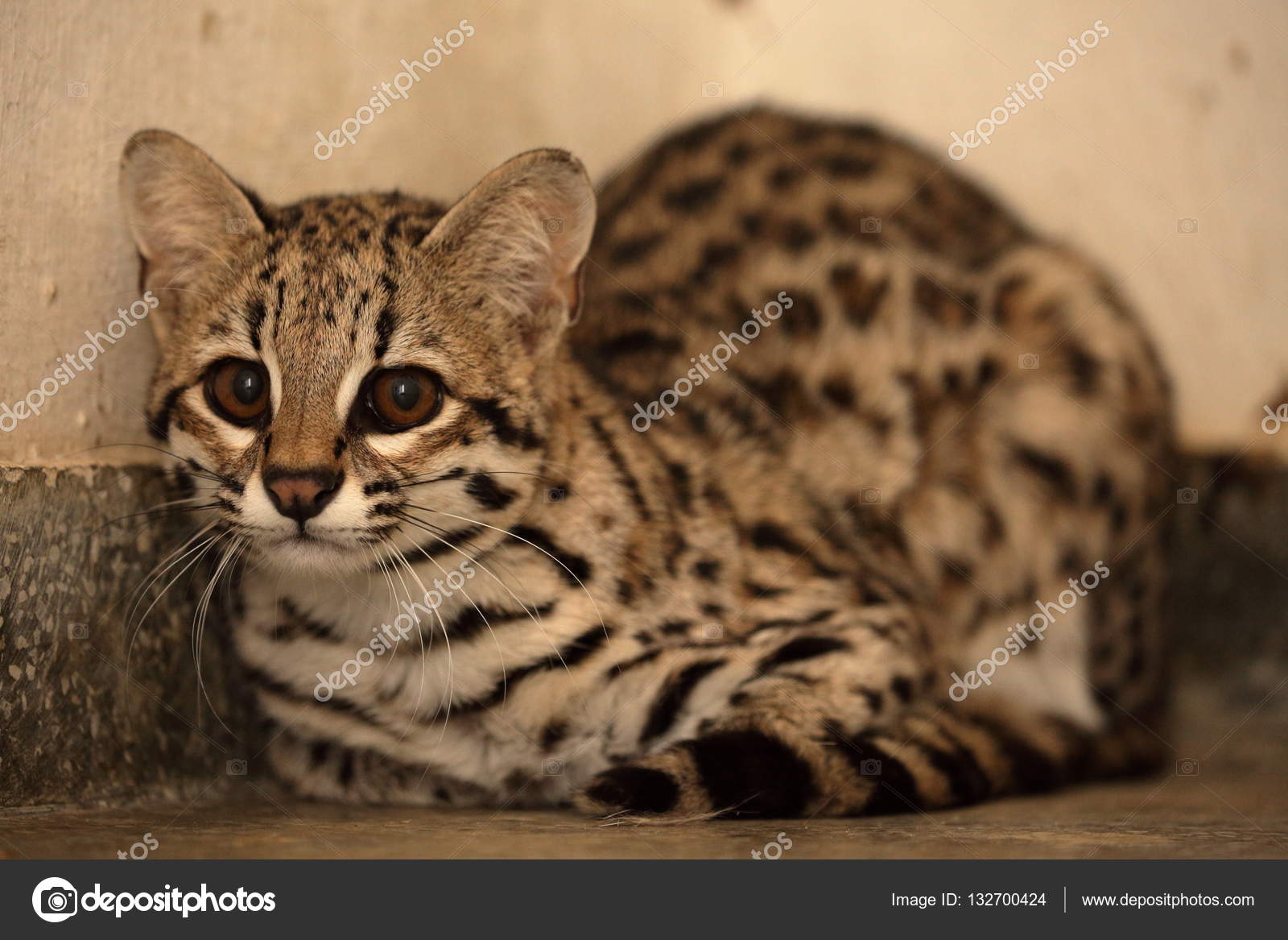 Tygrys Kot Lub Ocelot Kot Z Brazylii Zdjęcie Stockowe Hecke06