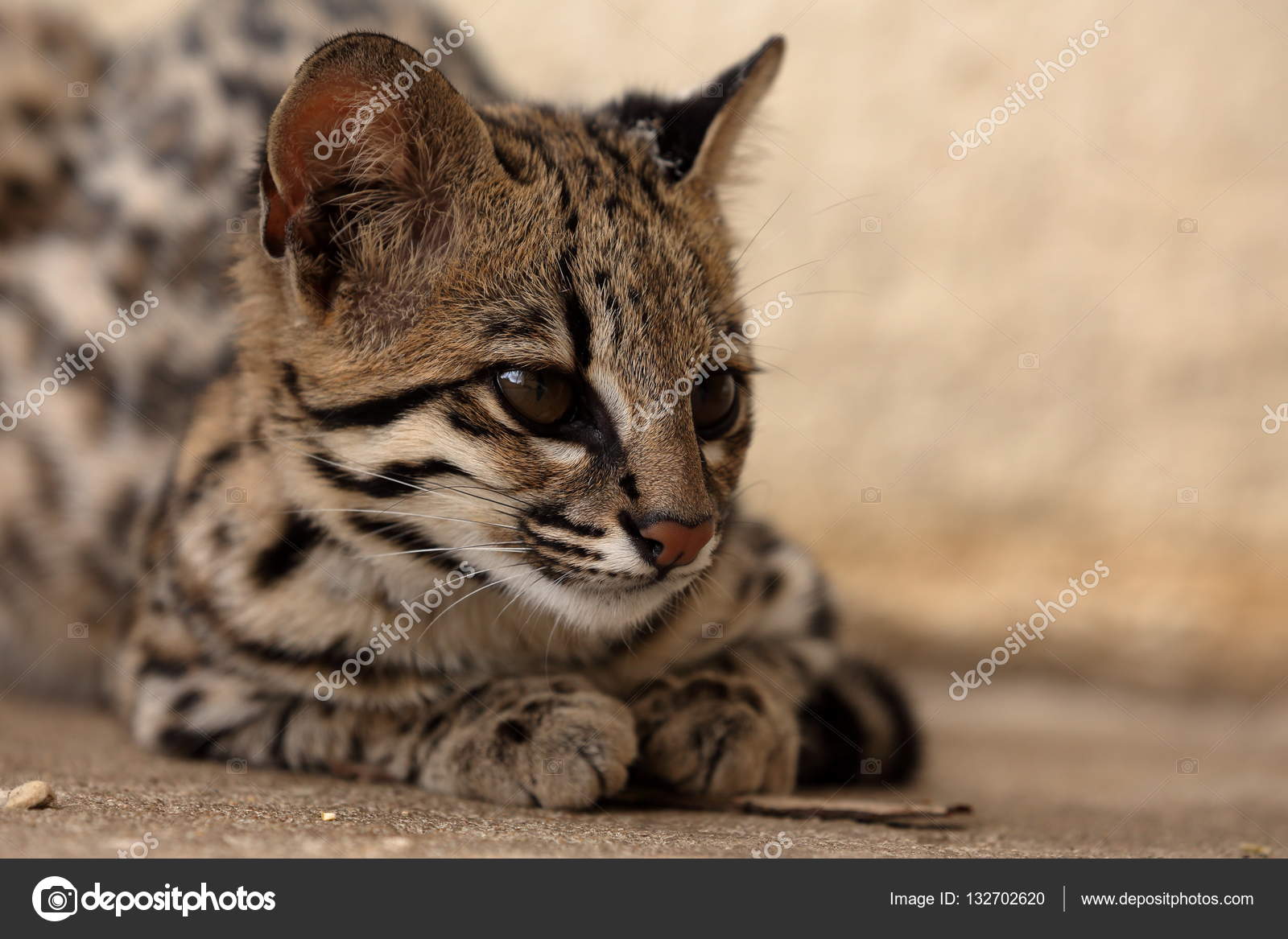 Tygrys Kot Lub Ocelot Kot Z Brazylii Zdjęcie Stockowe Hecke06