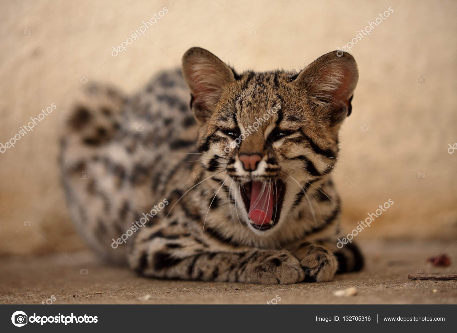 Tygrys Kot Lub Ocelot Kot Z Brazylii Zdjęcie Stockowe Hecke06