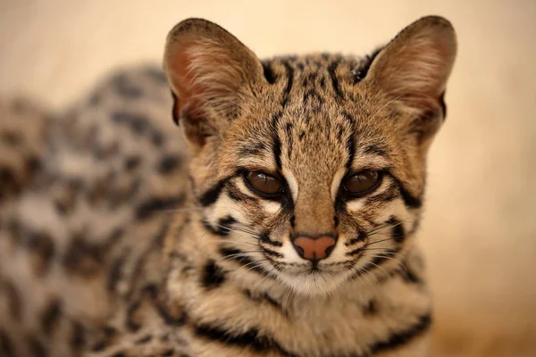 Gato tigre o gato ocelote de Brasil — Foto de Stock